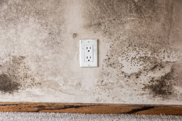 Best Mold Prevention Services  in Munsons Corners, NY